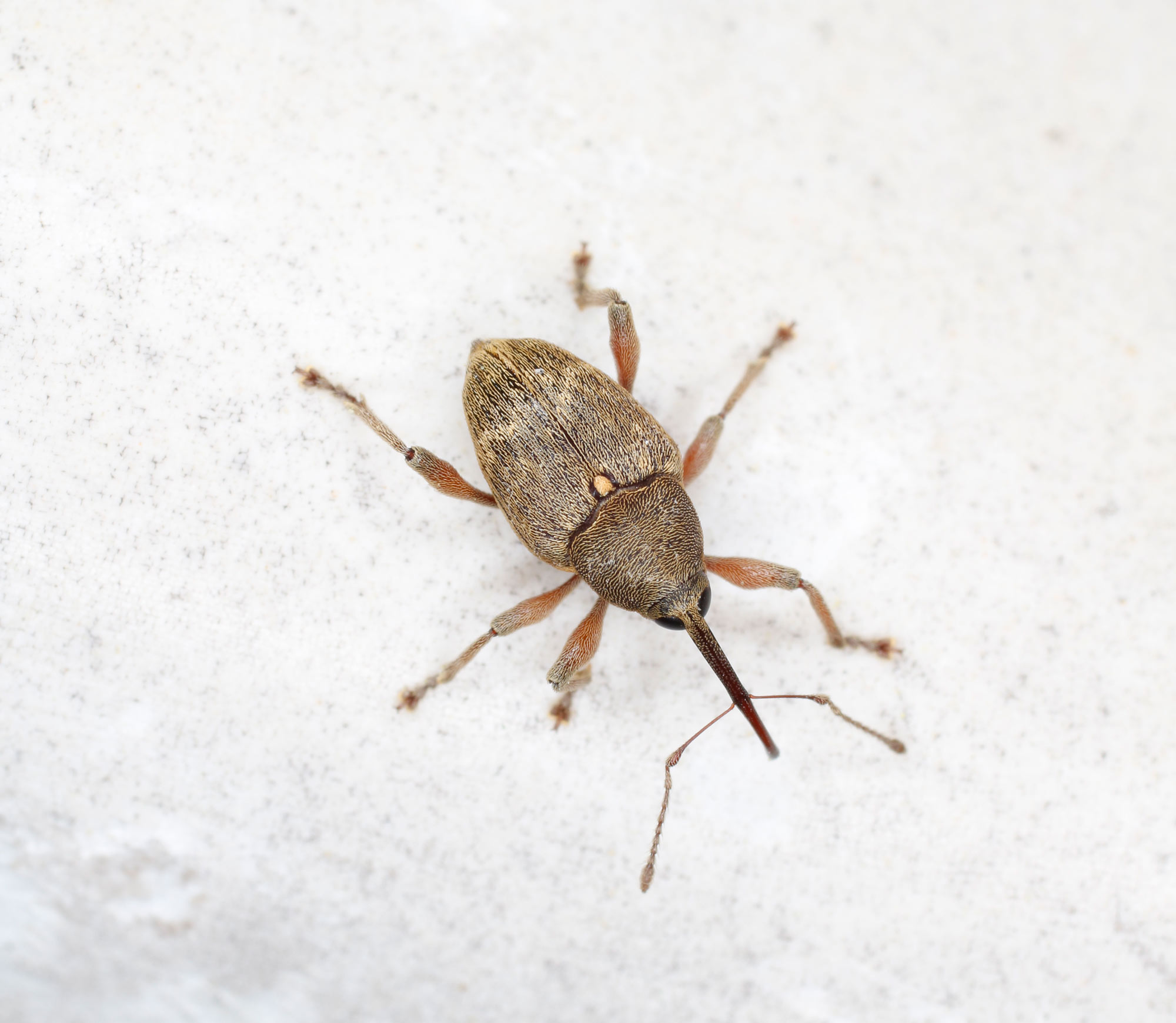 Curculionidae: Curculio nucum, maschio